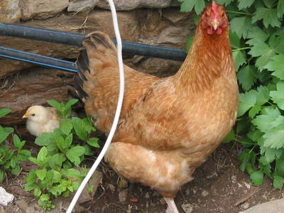 Bild 19 aus  Bio-Bauernhof Kranzbauer