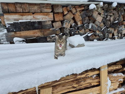 Bild 21 aus  Pfandlinghof