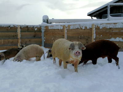 Bild 30 aus  Grosserhütte