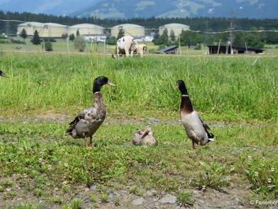 Bild 47 aus  Ferienhof Sturm