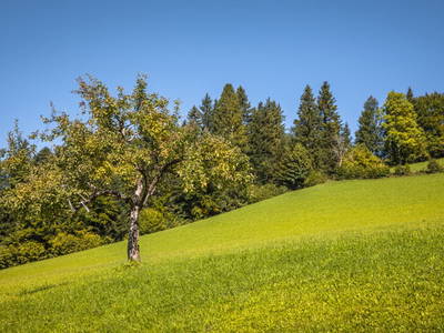 Bild 60 aus  Ferienhaus Untergrünweg