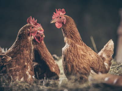 Bild 26 aus  Farm Resort Geislerhof - Private Chalets