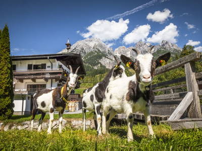 Bild 19 aus  Pochergütl