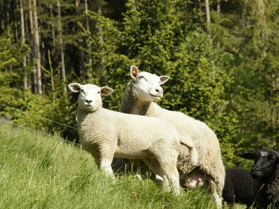 Bild 26 aus  Almenlandhof