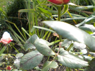 Bild 27 aus  Gästezimmer Weiß