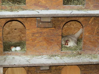 Bild 66 aus  Landhaus Dorfer - Obergollegg