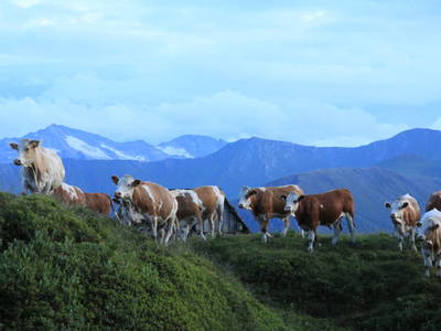 Bild 56 aus  Schwarzenbichlalm