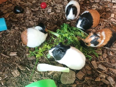 Bild 191 aus  Haus Hagspiel