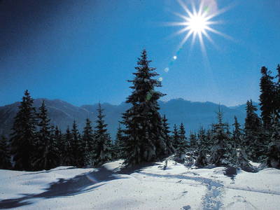 Bild 49 aus  Taxengut