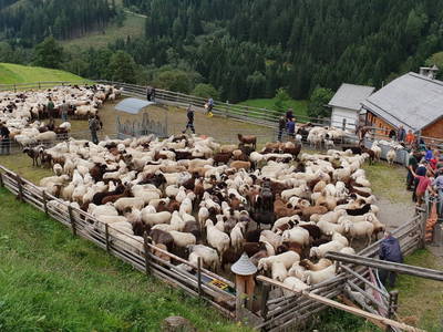 Bild 82 aus  Pöllitzgut