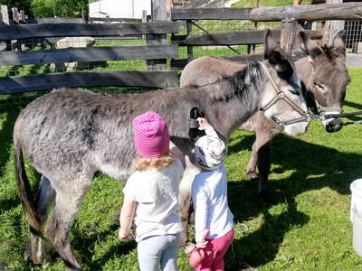 Bild 74 aus  Erlebnisbauernhof Steinerhof in Kärnten