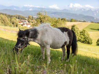 Bild 131 aus  Pleschinhof