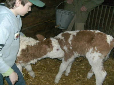 Bild 47 aus  Biobauernhof Windbachgut - Privatzimmer