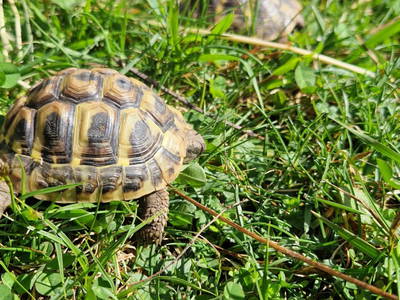 Bild 15 aus  Gsöllhof - Bauernhaus Appartements