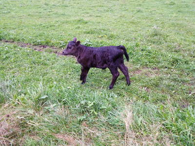 Bild 33 aus  Bräuhauser