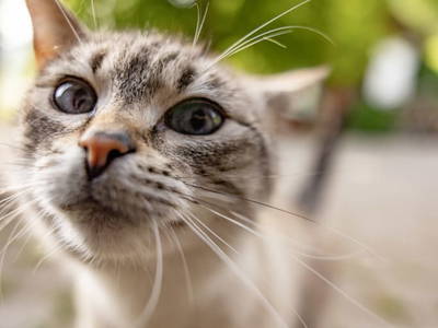 Bild 65 aus  Biohof Seidl