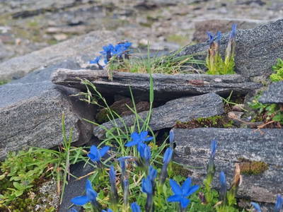 Bild 36 aus  Almhütte Pucher