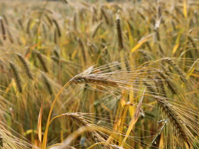 Bild 18 aus  Hof Hospitalmühle
