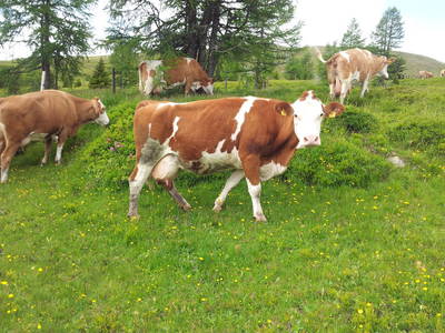 Bild 23 aus  Thürerhütte