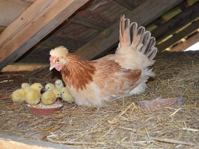 Bild 83 aus  Pircherhof - Adults Only am Biobauernhof