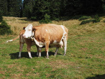 Bild 13 aus  Biohof Stockreiter vulgo Grillschmied