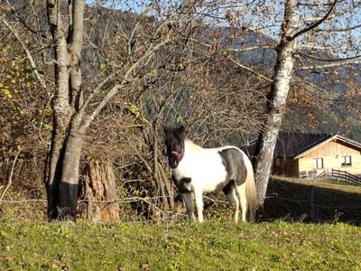 Bild 10 aus  Hauserhof am Goldberg