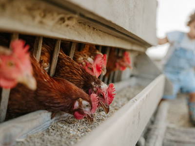 Bild 14 aus  Hattlerhof