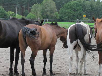 Bild 2 aus  Reiterhof "Zum Rappen"