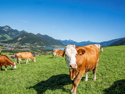 Bild 174 aus  Hagerhof