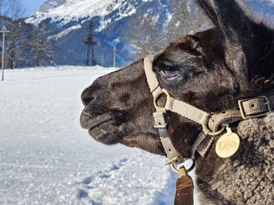 Bild 82 aus  Pfleger Ranch am Schönegg Gut