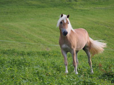 Bild 49 aus  Biberle Hof