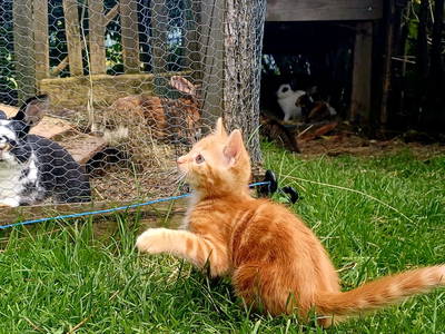 Bild 102 aus  Bergbauernhof Brandgut