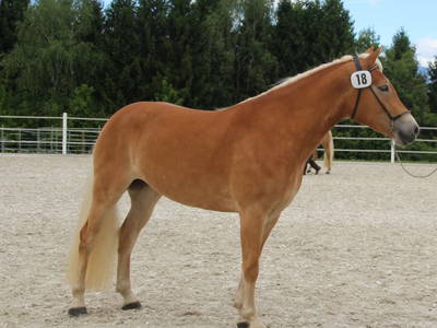 Bild 52 aus  Pfeiferhof