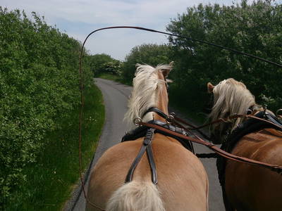 Bild 5 aus  Ferienhof Gravert