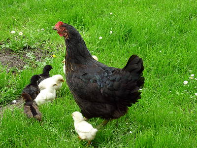 Bild 9 aus  Ferienhof Martens