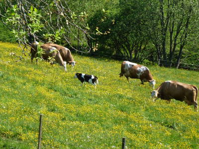 Bild 38 aus  Steirer