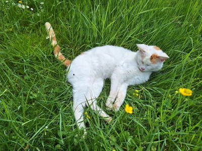 Bild 34 aus  Geiregger