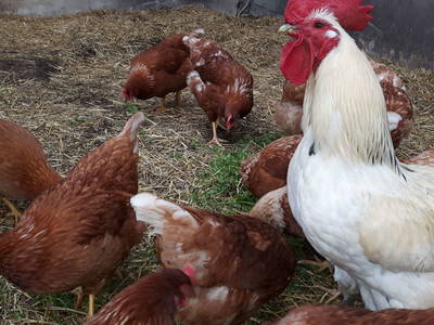 Bild 25 aus  Der Perweinhof