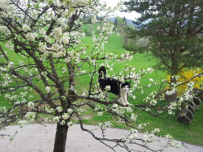 Bild 39 aus  Hirmhof