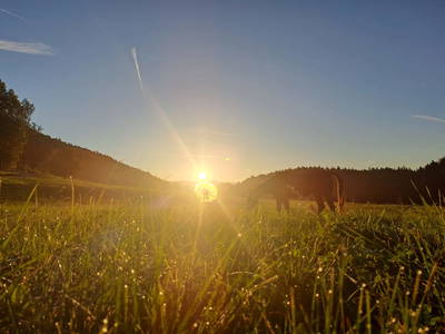 Bild 26 aus  Obergrünwaldgut