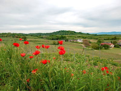 Bild 21 aus  Maienbrunnenhof