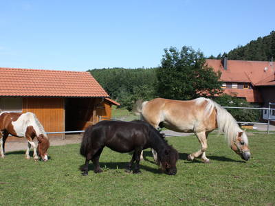 Bild 15 aus  Schlosshof - der Urlaubsbauernhof