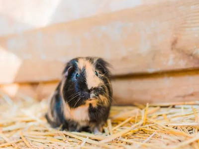 Bild 16 aus  Ferienhof Groth/ Hof Herzleuchten