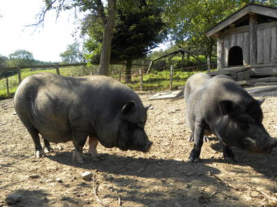 Bild 15 aus  Ferienhof Pulte