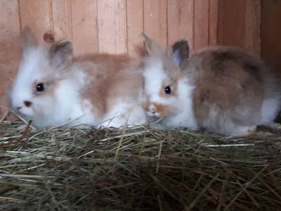 Bild 21 aus  Gästehaus im Lochautal