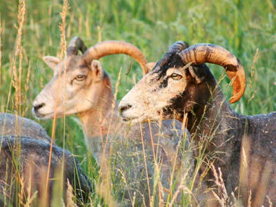 Bild 26 aus  Forsthof Niendorf