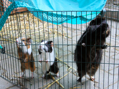 Bild 16 aus  Ferienhof Siber