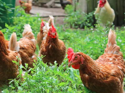 Bild 12 aus  Hof Hospitalmühle