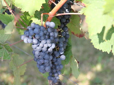 Bild 32 aus  Weingut Butzbach