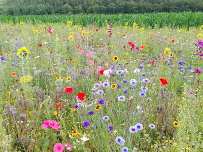Bild 9 aus  Ferienwohnung Flender